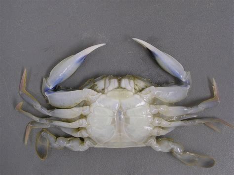 Lesser Crab .
